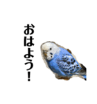 インコのおしゃべり！！（個別スタンプ：1）