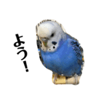 インコのおしゃべり！！（個別スタンプ：7）