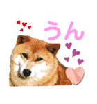 デカ文字 手描きほっこり絵と写真 猫犬魚（個別スタンプ：31）