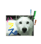 デカ文字 手描きほっこり絵と写真 猫犬魚（個別スタンプ：34）