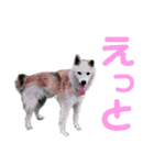 デカ文字 手描きほっこり絵と写真 猫犬魚（個別スタンプ：35）