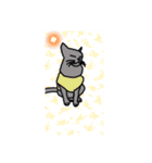 キラにゃんこのイラスト（個別スタンプ：1）