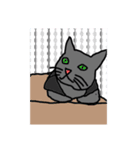 キラにゃんこのイラスト（個別スタンプ：5）