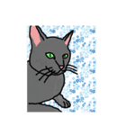 キラにゃんこのイラスト（個別スタンプ：8）
