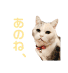 シンプルなデカ文字 ツンデレ猫スタンプ（個別スタンプ：5）