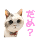 シンプルなデカ文字 ツンデレ猫スタンプ（個別スタンプ：7）