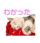 シンプルなデカ文字 ツンデレ猫スタンプ（個別スタンプ：16）
