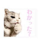 シンプルなデカ文字 ツンデレ猫スタンプ（個別スタンプ：18）