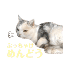 シンプルなデカ文字 ツンデレ猫スタンプ（個別スタンプ：21）
