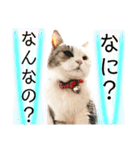 シンプルなデカ文字 ツンデレ猫スタンプ（個別スタンプ：22）