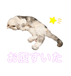 シンプルなデカ文字 ツンデレ猫スタンプ（個別スタンプ：28）