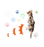 シンプルなデカ文字 ツンデレ猫スタンプ（個別スタンプ：30）