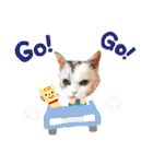 シンプルなデカ文字 ツンデレ猫スタンプ（個別スタンプ：31）