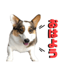 そらちゃん"No.1"（個別スタンプ：1）