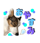 そらちゃん"No.1"（個別スタンプ：2）