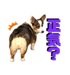 そらちゃん"No.1"（個別スタンプ：16）