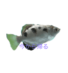 水族かんスタンぷ（個別スタンプ：4）