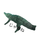 水族かんスタンぷ（個別スタンプ：8）
