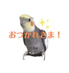 オカメインコ小梅の日常スタンプ（個別スタンプ：4）