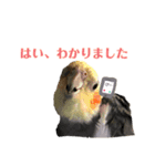 オカメインコ小梅の日常スタンプ（個別スタンプ：16）