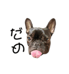 フレンチブルドッグ なるとろ 2（個別スタンプ：20）