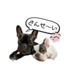 フレンチブルドッグ なるとろ 2（個別スタンプ：28）