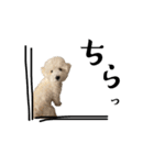かまってちゃんで気分屋なマルプー犬POLO（個別スタンプ：4）