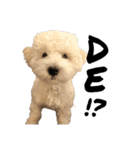 かまってちゃんで気分屋なマルプー犬POLO（個別スタンプ：5）