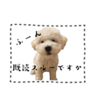かまってちゃんで気分屋なマルプー犬POLO（個別スタンプ：6）