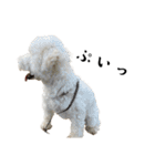 かまってちゃんで気分屋なマルプー犬POLO（個別スタンプ：7）