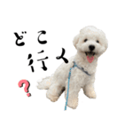 かまってちゃんで気分屋なマルプー犬POLO（個別スタンプ：8）
