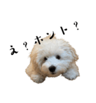 かまってちゃんで気分屋なマルプー犬POLO（個別スタンプ：9）