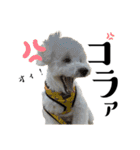 かまってちゃんで気分屋なマルプー犬POLO（個別スタンプ：10）
