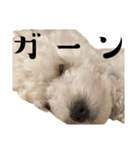 かまってちゃんで気分屋なマルプー犬POLO（個別スタンプ：11）