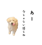 かまってちゃんで気分屋なマルプー犬POLO（個別スタンプ：12）