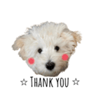 かまってちゃんで気分屋なマルプー犬POLO（個別スタンプ：13）