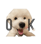 かまってちゃんで気分屋なマルプー犬POLO（個別スタンプ：15）