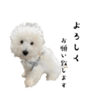 かまってちゃんで気分屋なマルプー犬POLO（個別スタンプ：16）