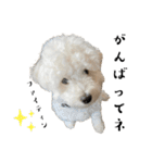 かまってちゃんで気分屋なマルプー犬POLO（個別スタンプ：17）