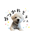 かまってちゃんで気分屋なマルプー犬POLO（個別スタンプ：18）
