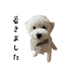 かまってちゃんで気分屋なマルプー犬POLO（個別スタンプ：19）