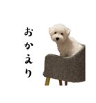 かまってちゃんで気分屋なマルプー犬POLO（個別スタンプ：20）