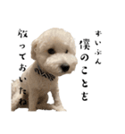 かまってちゃんで気分屋なマルプー犬POLO（個別スタンプ：21）