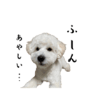 かまってちゃんで気分屋なマルプー犬POLO（個別スタンプ：22）
