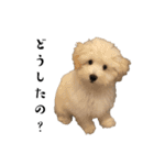 かまってちゃんで気分屋なマルプー犬POLO（個別スタンプ：23）