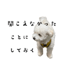 かまってちゃんで気分屋なマルプー犬POLO（個別スタンプ：24）