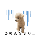 かまってちゃんで気分屋なマルプー犬POLO（個別スタンプ：25）