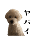 かまってちゃんで気分屋なマルプー犬POLO（個別スタンプ：27）