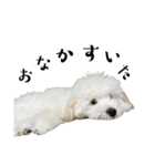 かまってちゃんで気分屋なマルプー犬POLO（個別スタンプ：30）