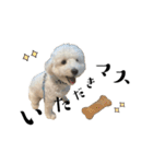 かまってちゃんで気分屋なマルプー犬POLO（個別スタンプ：31）